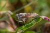 Atylotus rusticus
